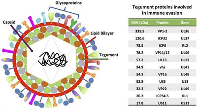 Herpes Simplex Virus Evasion of Early Host Antiviral Responses